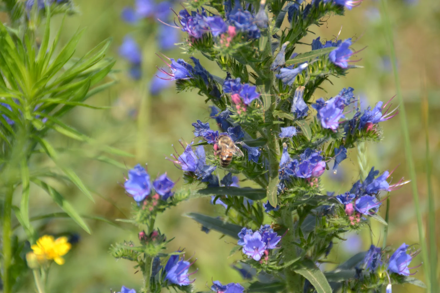 Land ist Gut, Honigbiene, die den Saft aus einer Blume extrahiert