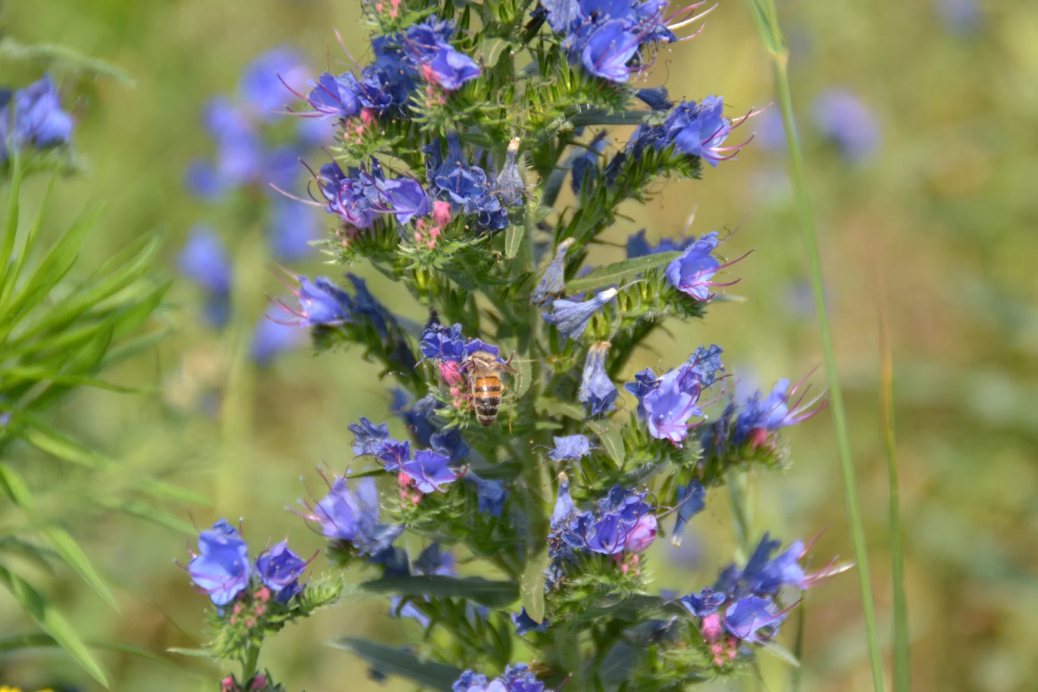 Land ist Gut, Honigbiene, die den Saft aus einer Blume extrahiert