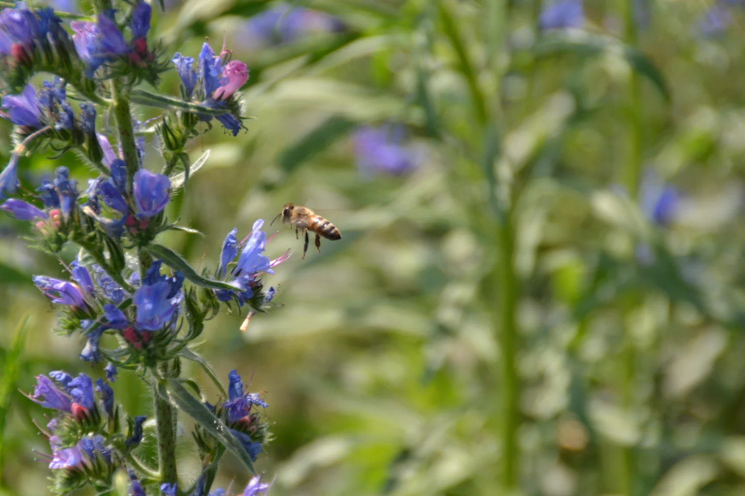 Land ist Gut, Honigbiene, die den Saft aus einer Blume extrahiert