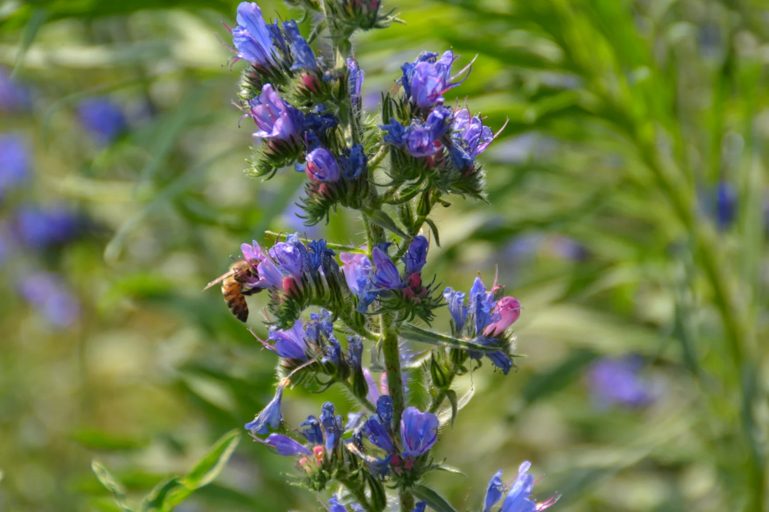 Land ist Gut, Honigbiene, die den Saft aus einer Blume extrahiert