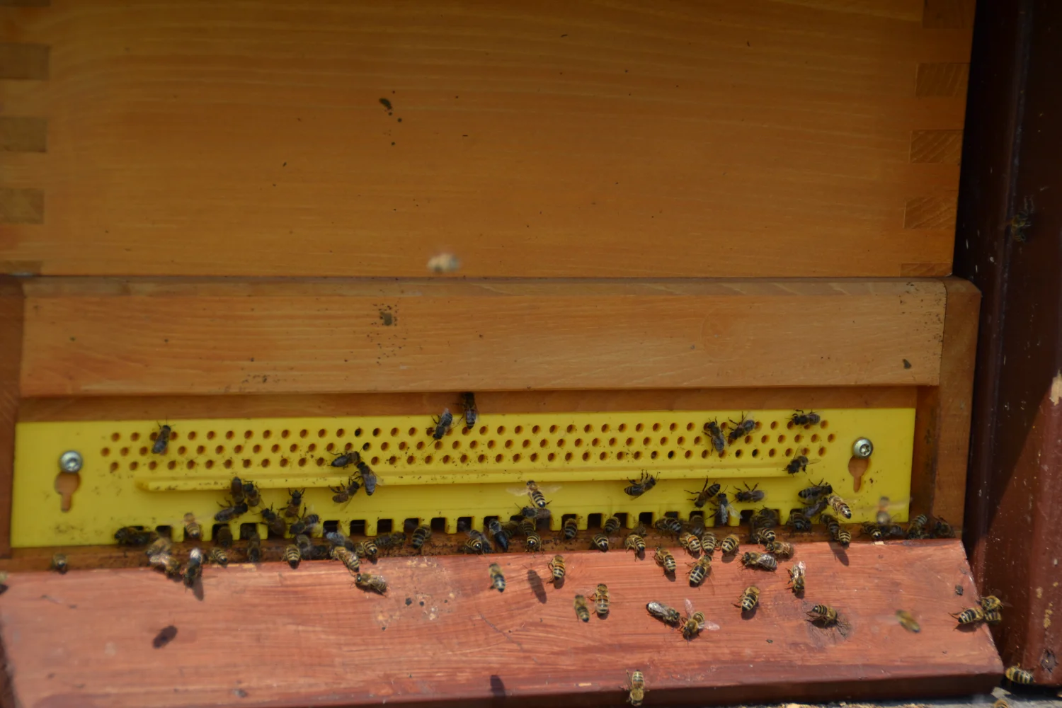 Land ist Gut, Honigbienenfarm