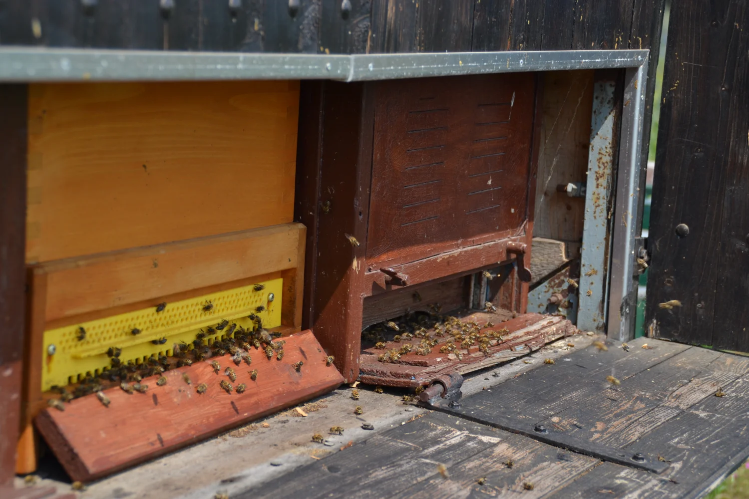 Land ist Gut, Honigbienenfarm