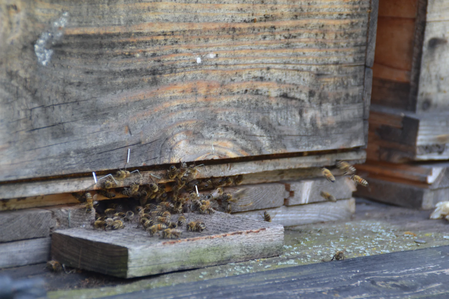 Land ist Gut, Honigbienenfarm