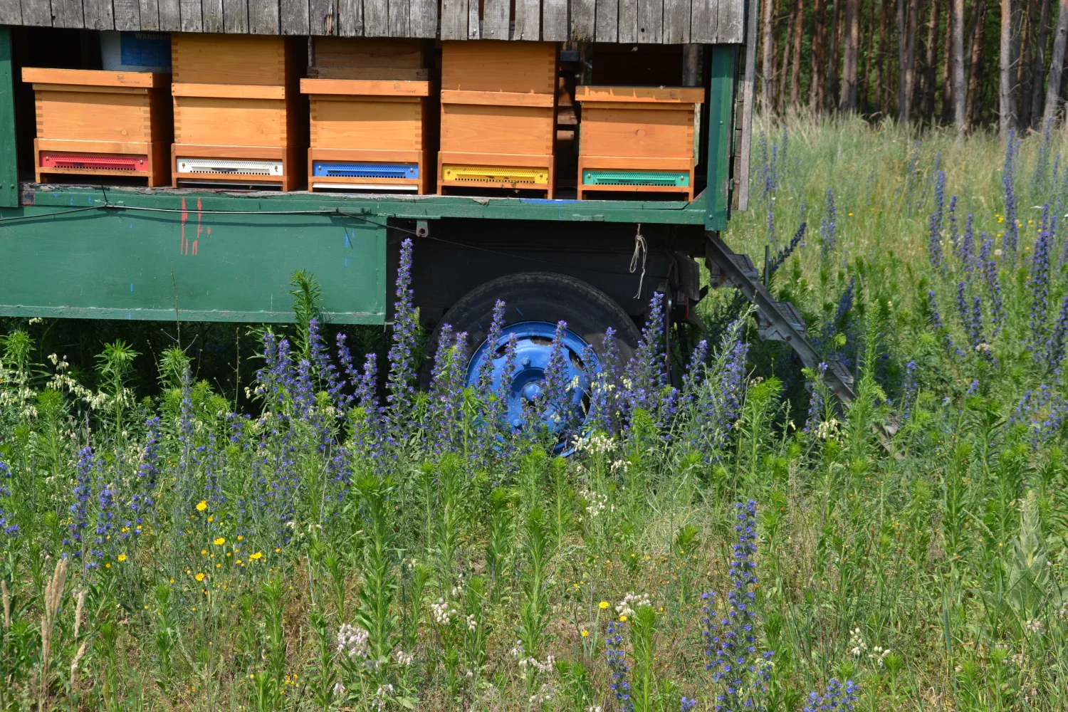 Land ist Gut, lila Blumenpflanze und Vorratsbehälter für die Honigbienenfarm