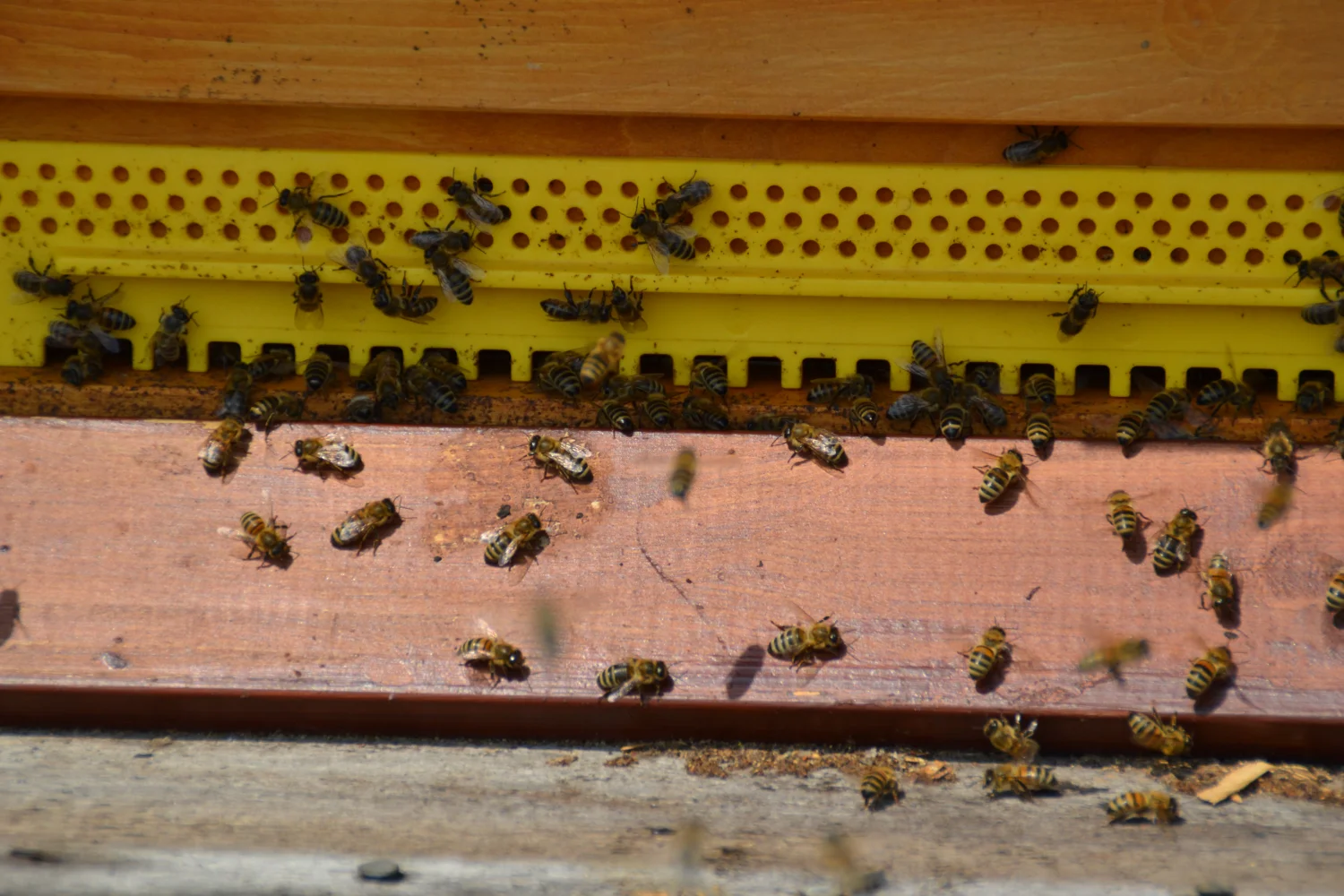 Land ist Gut, Honigbienenfarm