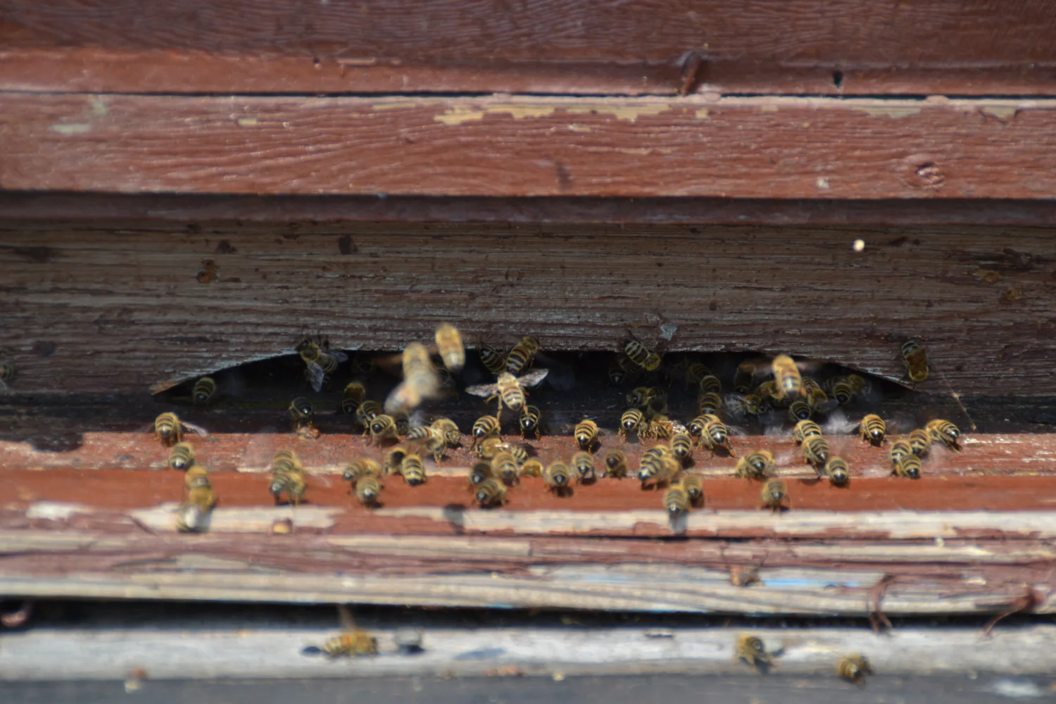 Land ist Gut, Honigbienenfarm