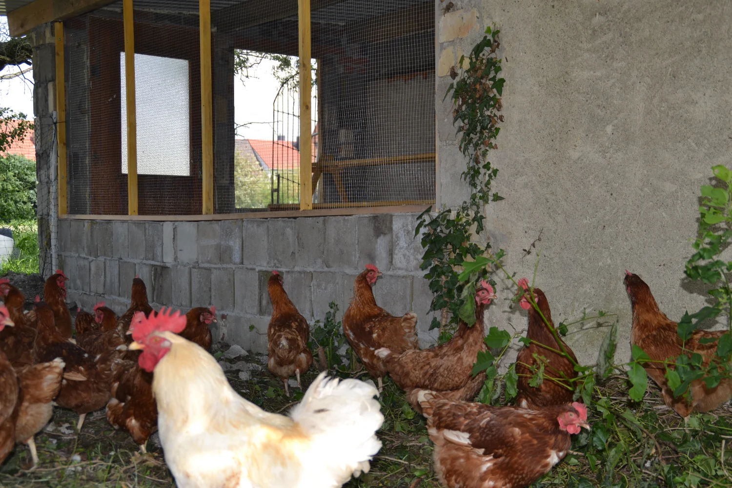 Land ist Gut, Hühnerfarm
