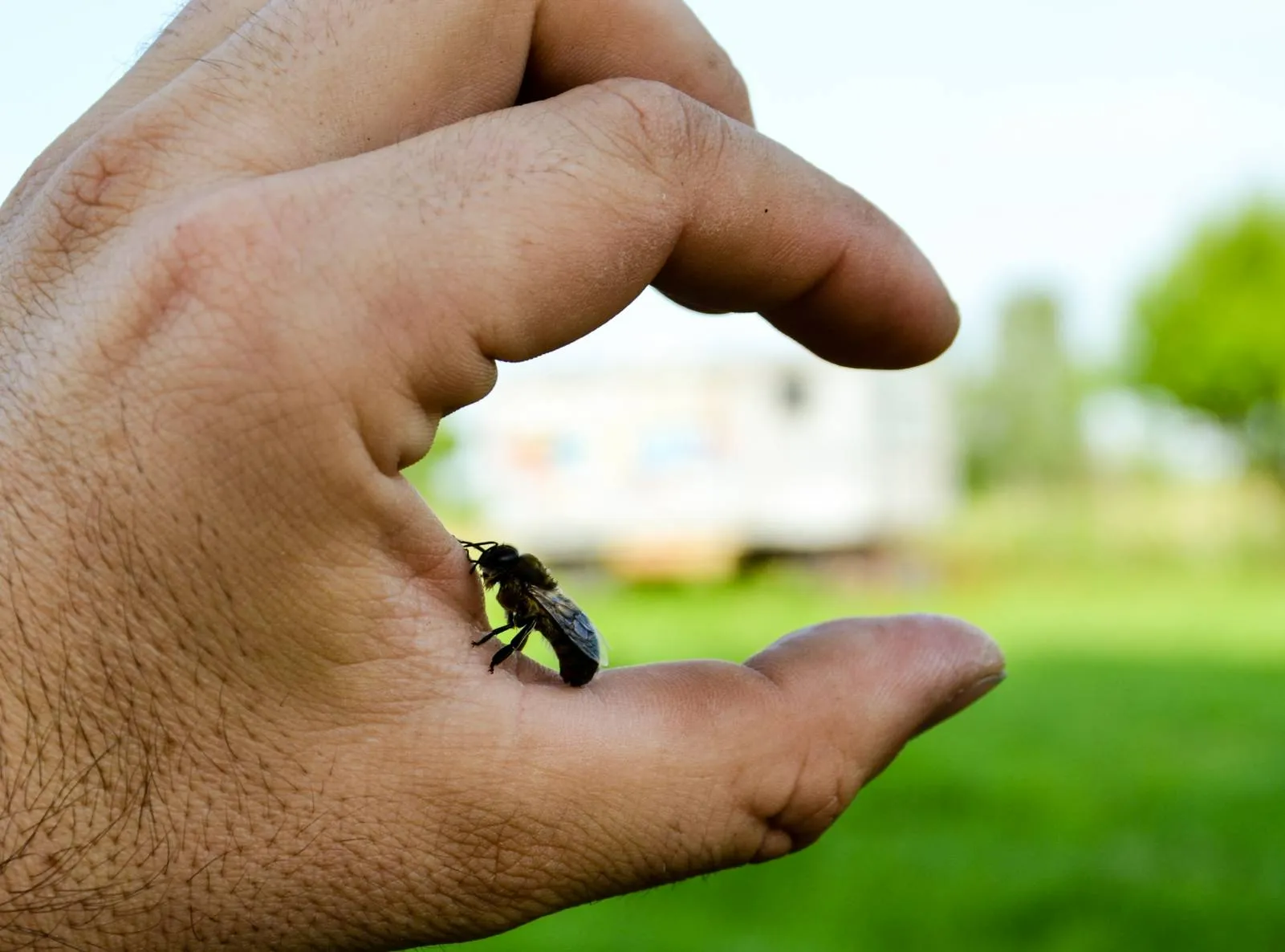 Land ist Gut, Honigbiene auf der Hand einer Person