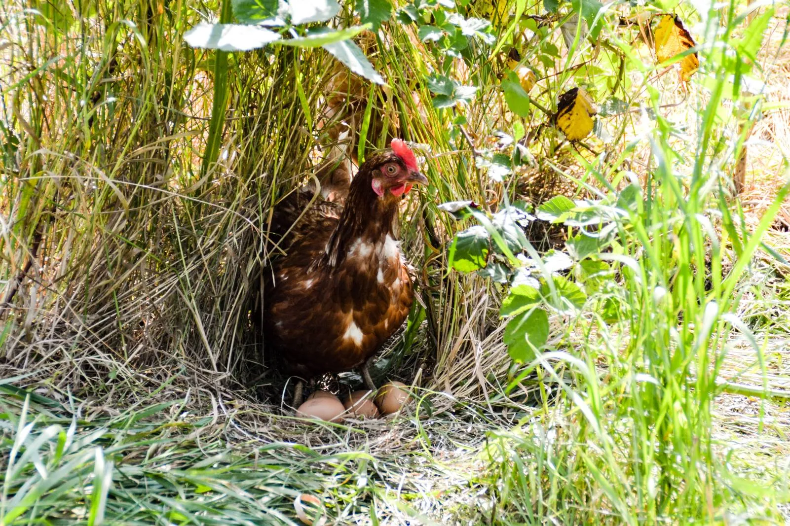 Land ist Gut, Eine Henne, die Eier auf das Gras legt